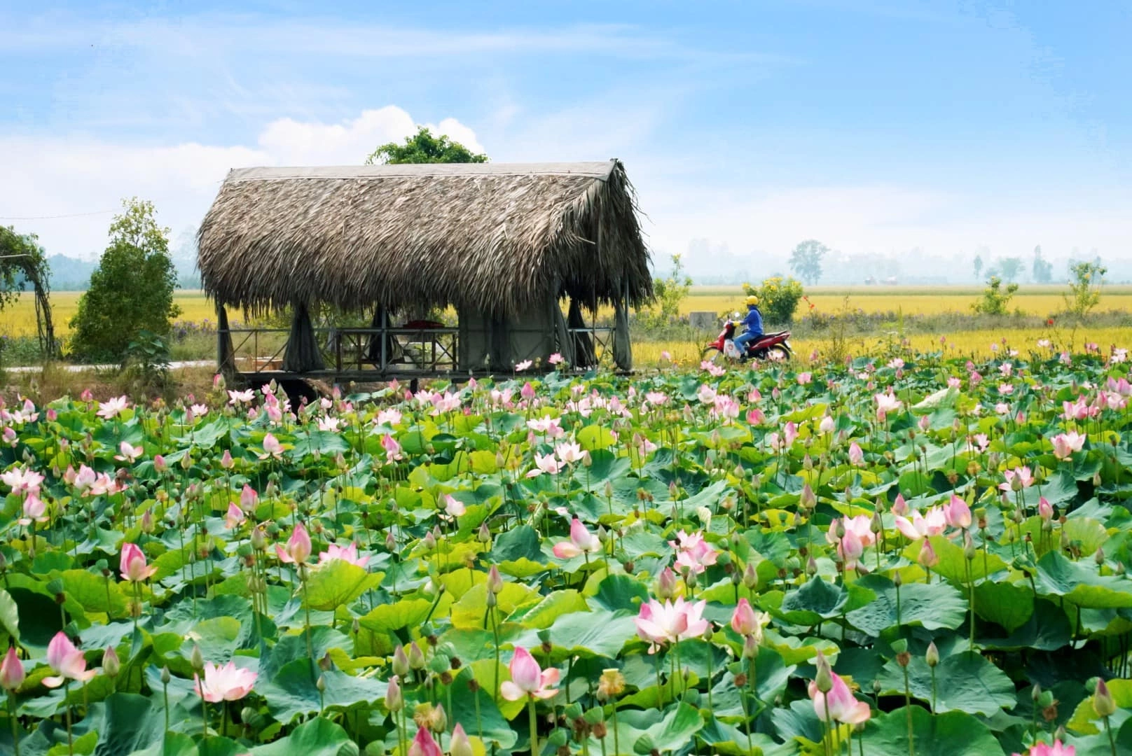 Dong Thap : 10 hauts lieux du tourisme vert à découvrir en toute tranquillité